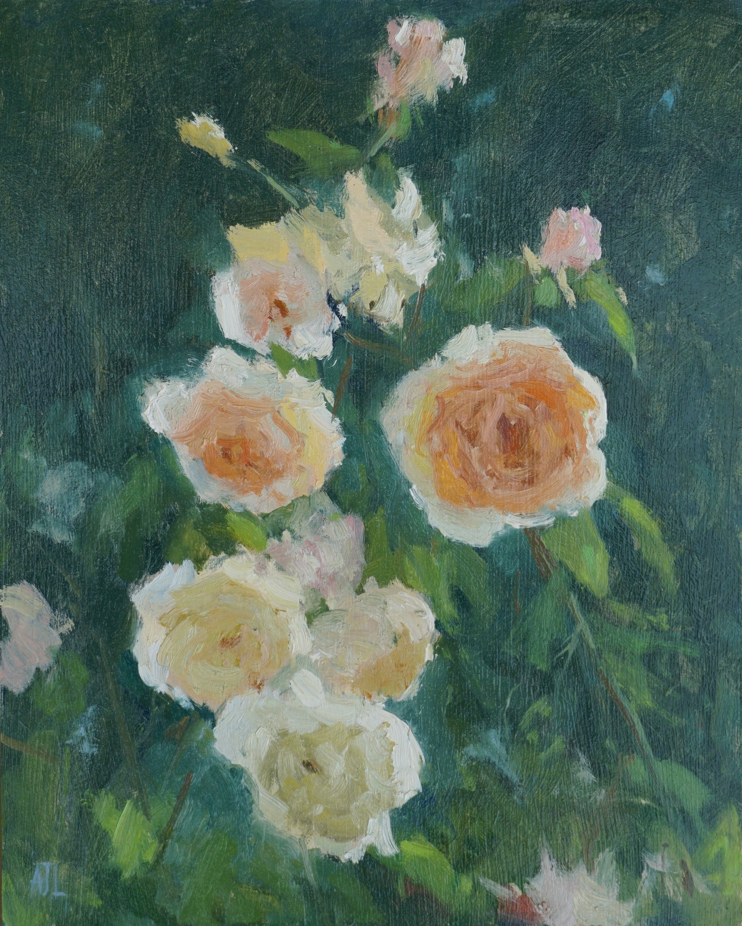 Roses in Morning Light