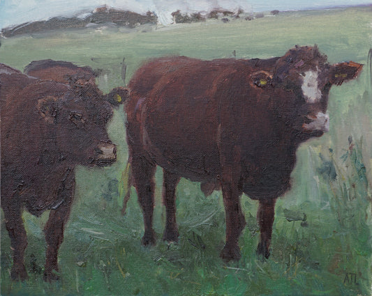 Study of a Sussex Cow